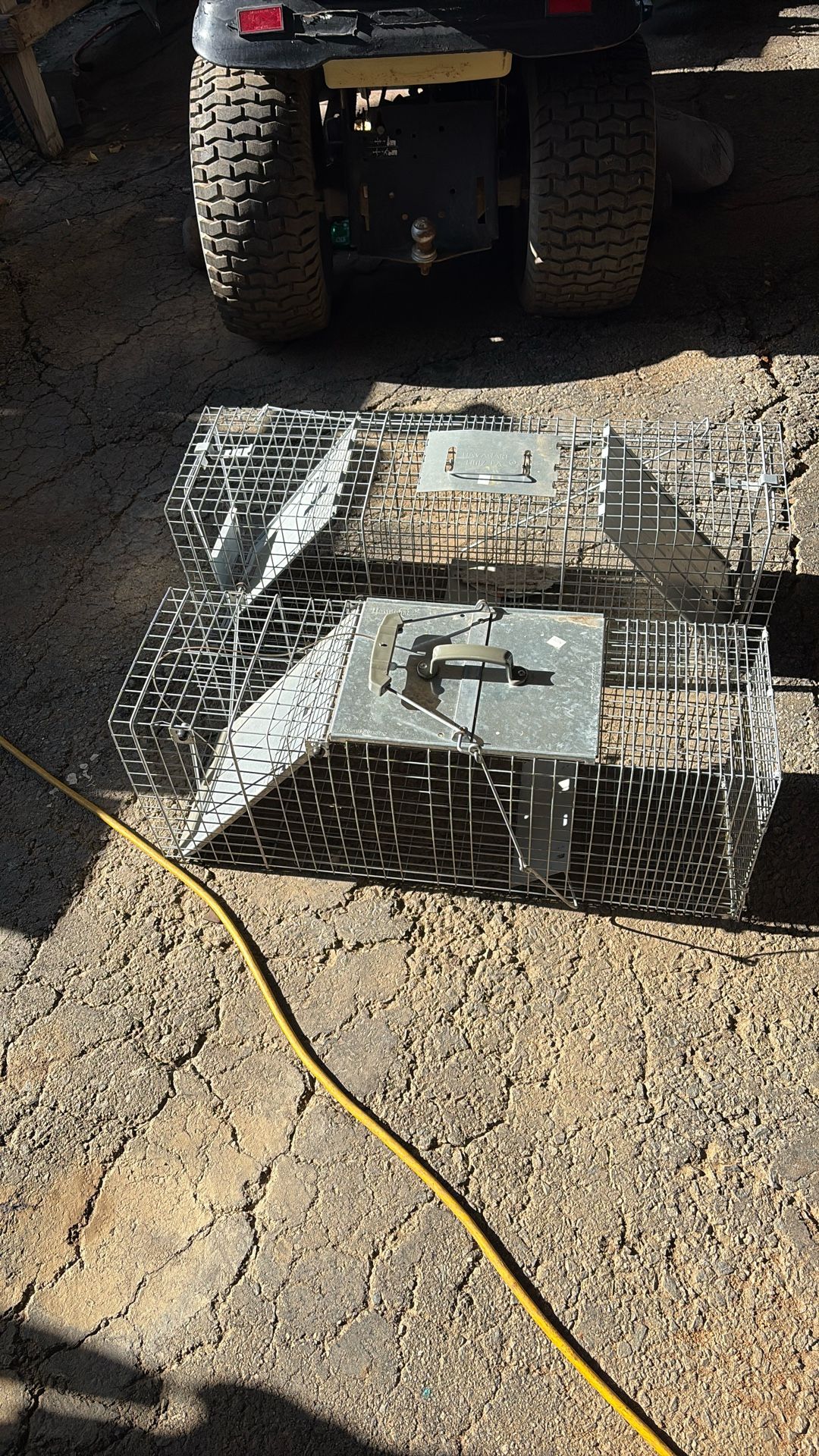 Traps For Racoon Passim Ever