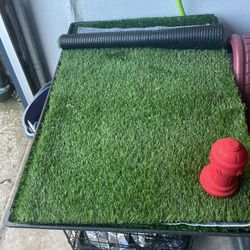 Training Grass For dog 