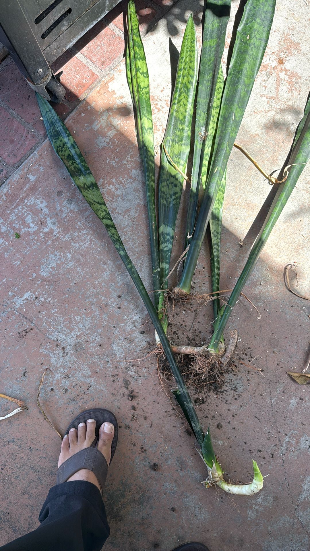 Spade De San Jorge Y Dragon Fruit 2 Dollars Each