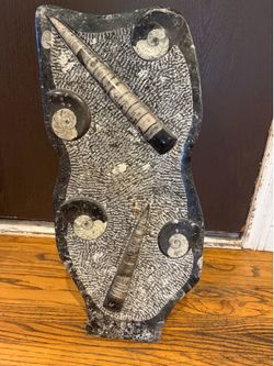 Large Genuine Orthoceras & Ammonite Fossil Slab – Natural Stone – Heavy
