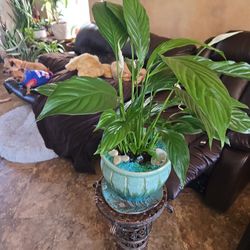 2ft Tall Live Peace Lilly In New  Ceramic Pot With Plate 