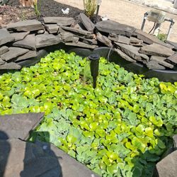Pond Plants 