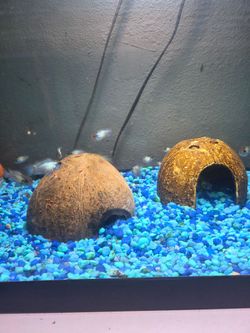 Coconut Shell Aquarium