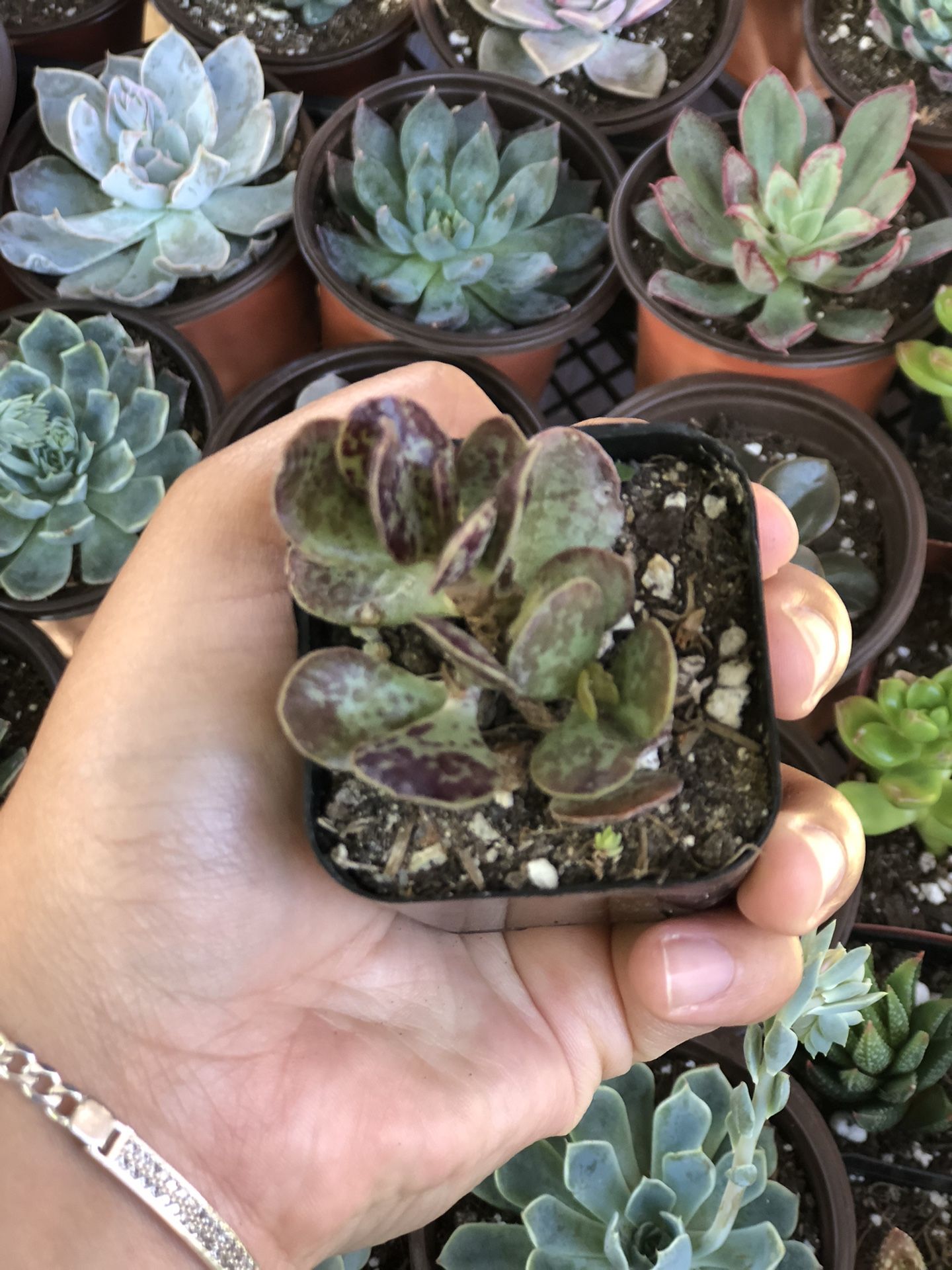 Succulents And Cactus
