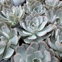 Echeveria Peacockii Succulent Plant