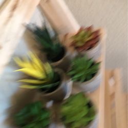 New Succulent  Set In Boxes