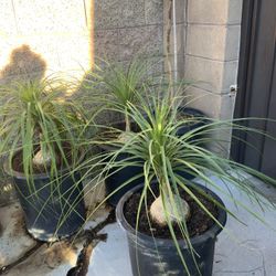 Ponytail Plant 