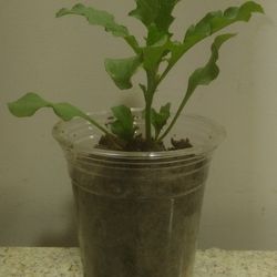 Semi Contra Plants (Organic)