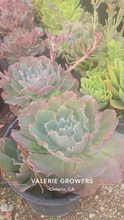 Echeverias