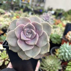 Graptopetalum Purple Deligh- Succulent 5inch Pot 