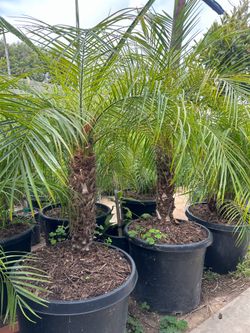 Pygmy date Palm tree