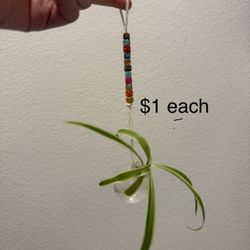 Plants ForSale! Also Tub And Table 