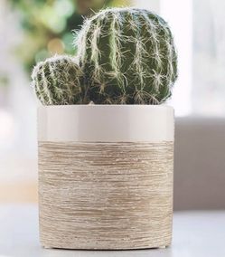 Pinstripe Ceramic Planter