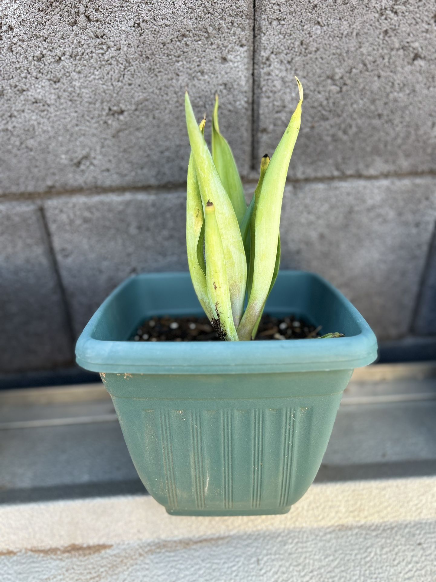 Foxtail Agave Plant