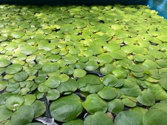Amazon Frogbit Floating Aquarium Plant