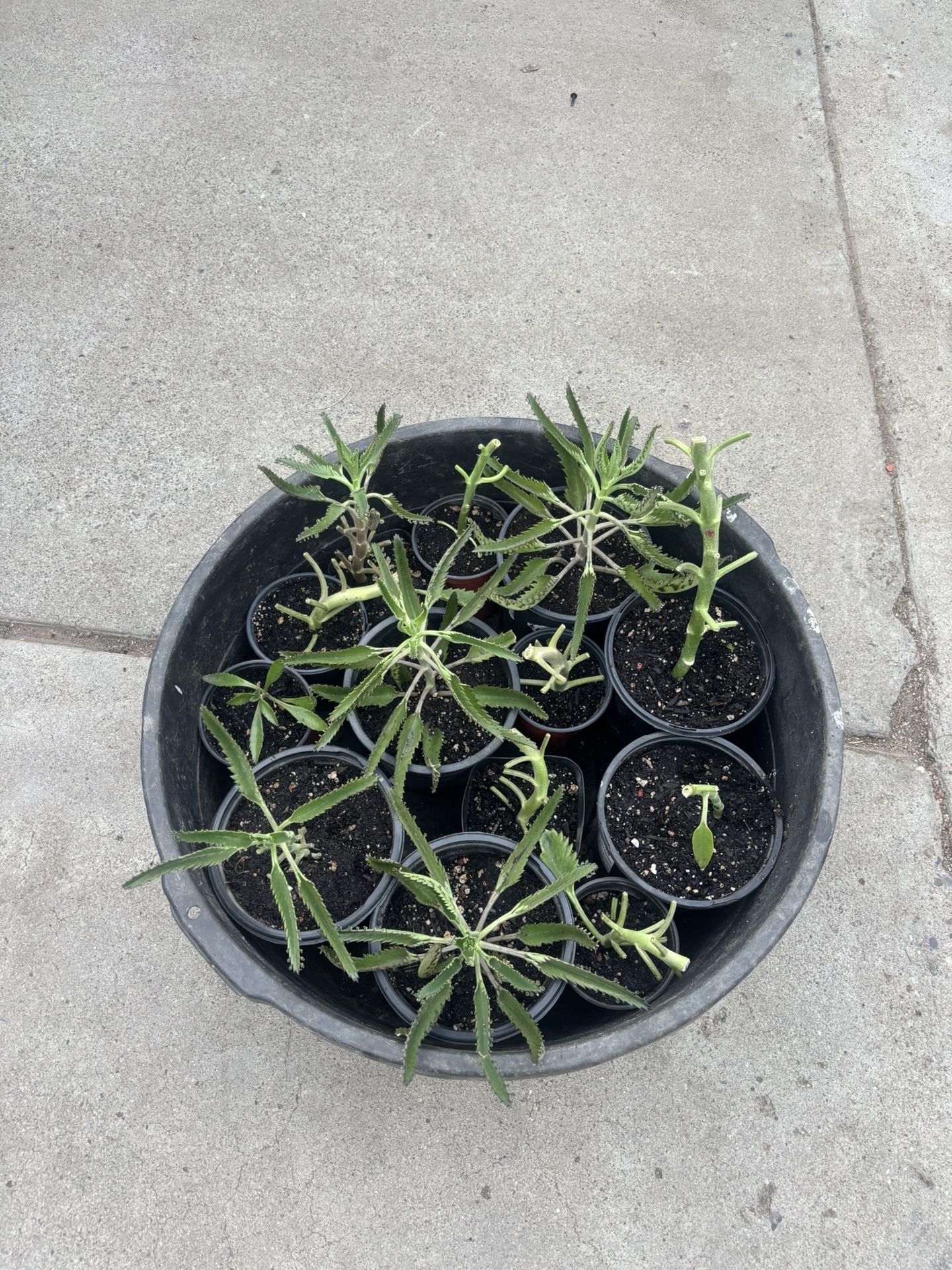 Mother Of Thousands Plant