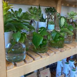 Propagated Golden Pothos 