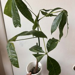 Money Tree 