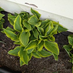 HOSTAS !!! Perennial $5.00