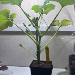 Organic Squash Plant