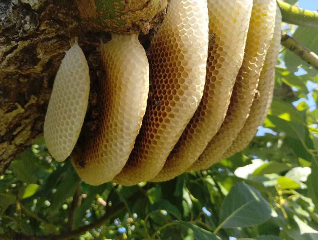 🐝Live🐝Bee🐝and🐝Wasp 🐝Removal🐝and🐝Rescue 🐝By A Beekeeper🐝.