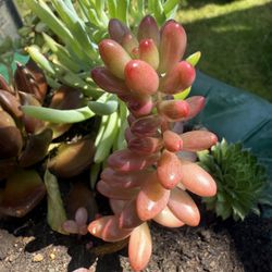 Succulent