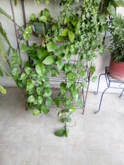 Plants three of them left 35 each