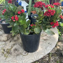 bonita planta 