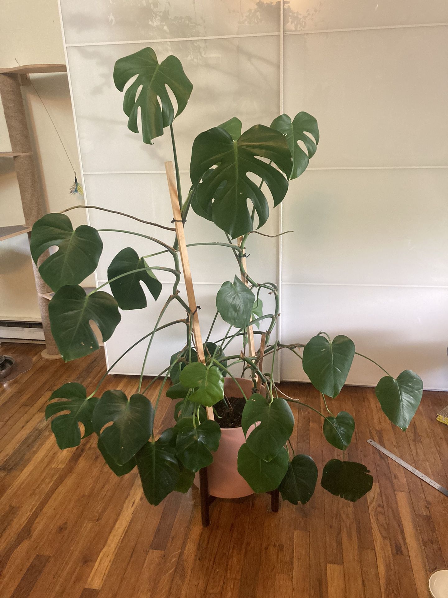 Monstera & Pot With Stand