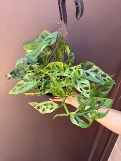 6” monstera adansonii mottled mint