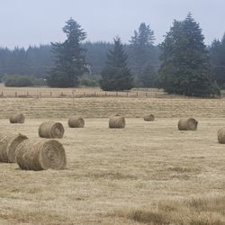 Round Hay Bales