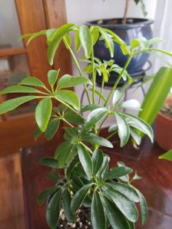 Hawaiian Schefflera Plant - Great Indoors