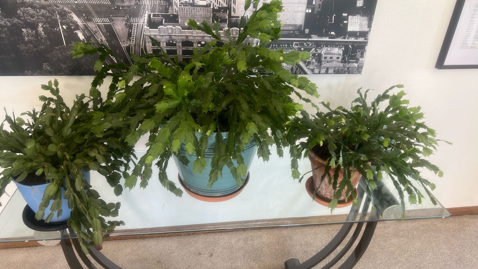 Christmas Cacti