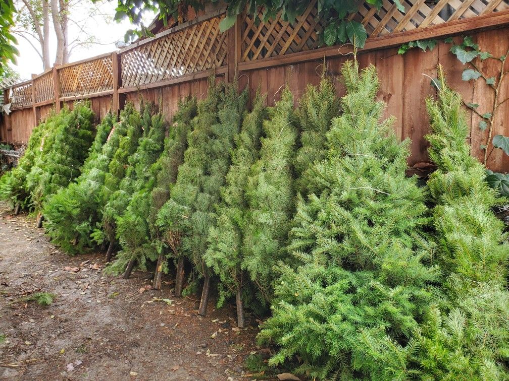 Fresh Cut Christmas trees !!!