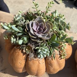 Succulent Pumpkins 