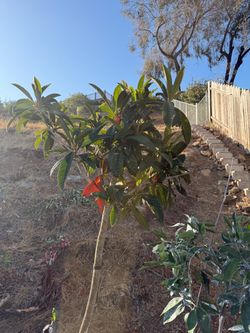 Large loquat tree