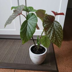 Angle Wing Bagonia Plant And Cutting