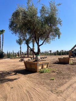 Mature olive tree