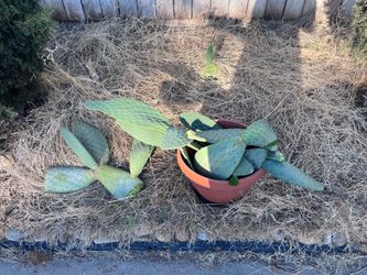 Prickly Pear Cuttings