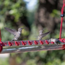 Hummingbird Tube Feeders