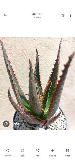 Aloe "Coral Fire"plant.... Hablo Espanol