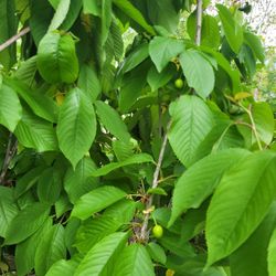 🍒 🍒 Sweet  Cherry  🌳 Tree 