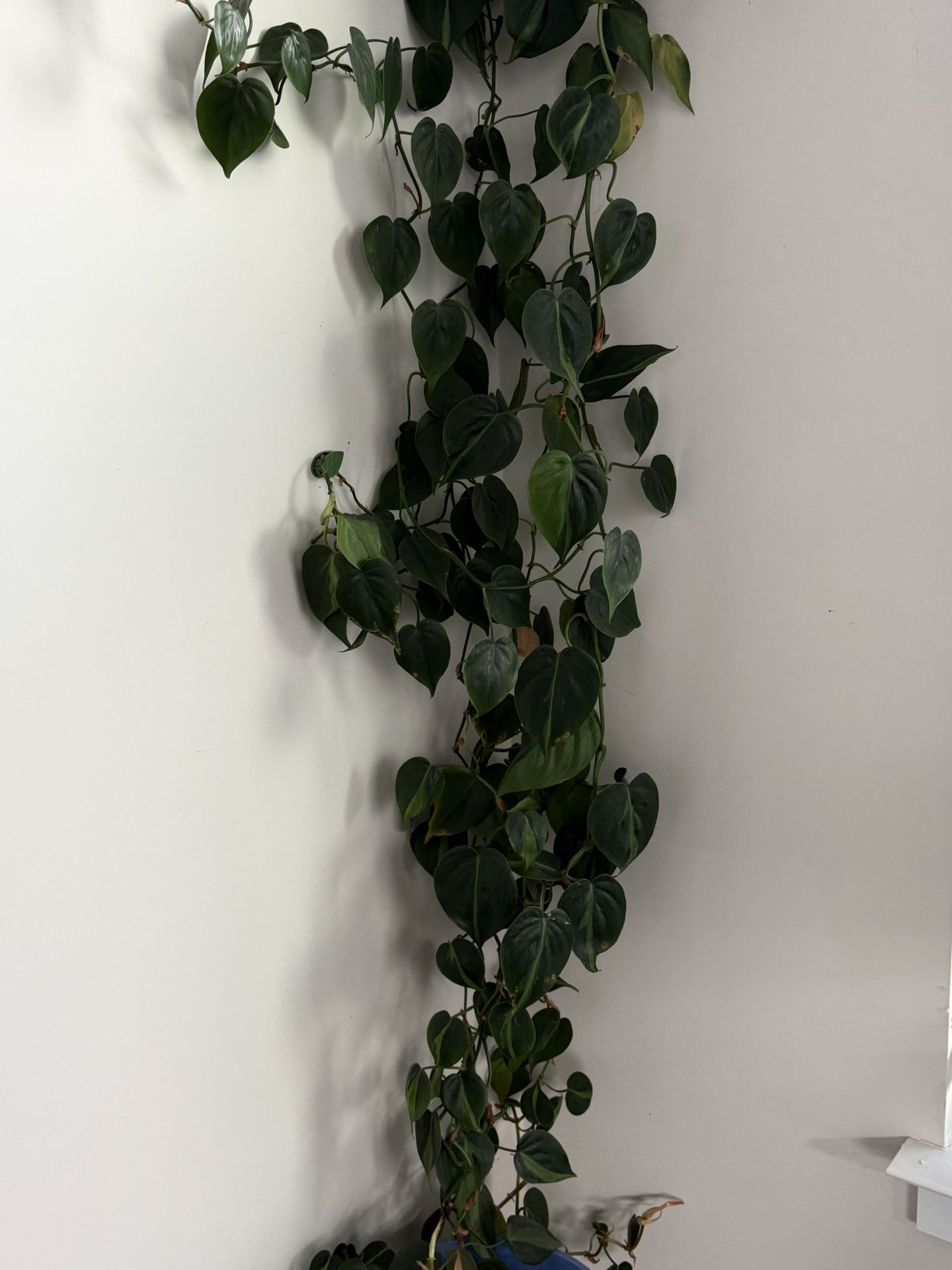 Pothos Plant 14 Feet