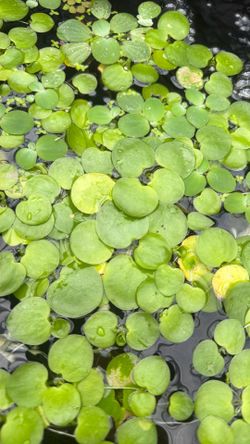 Frogbit