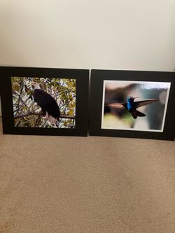Broad billed hummingbird and bald eagle photos