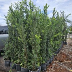 podocarpus  over 6 to 7 feet tall Instant Privacy Hedge For Fence Green Full 