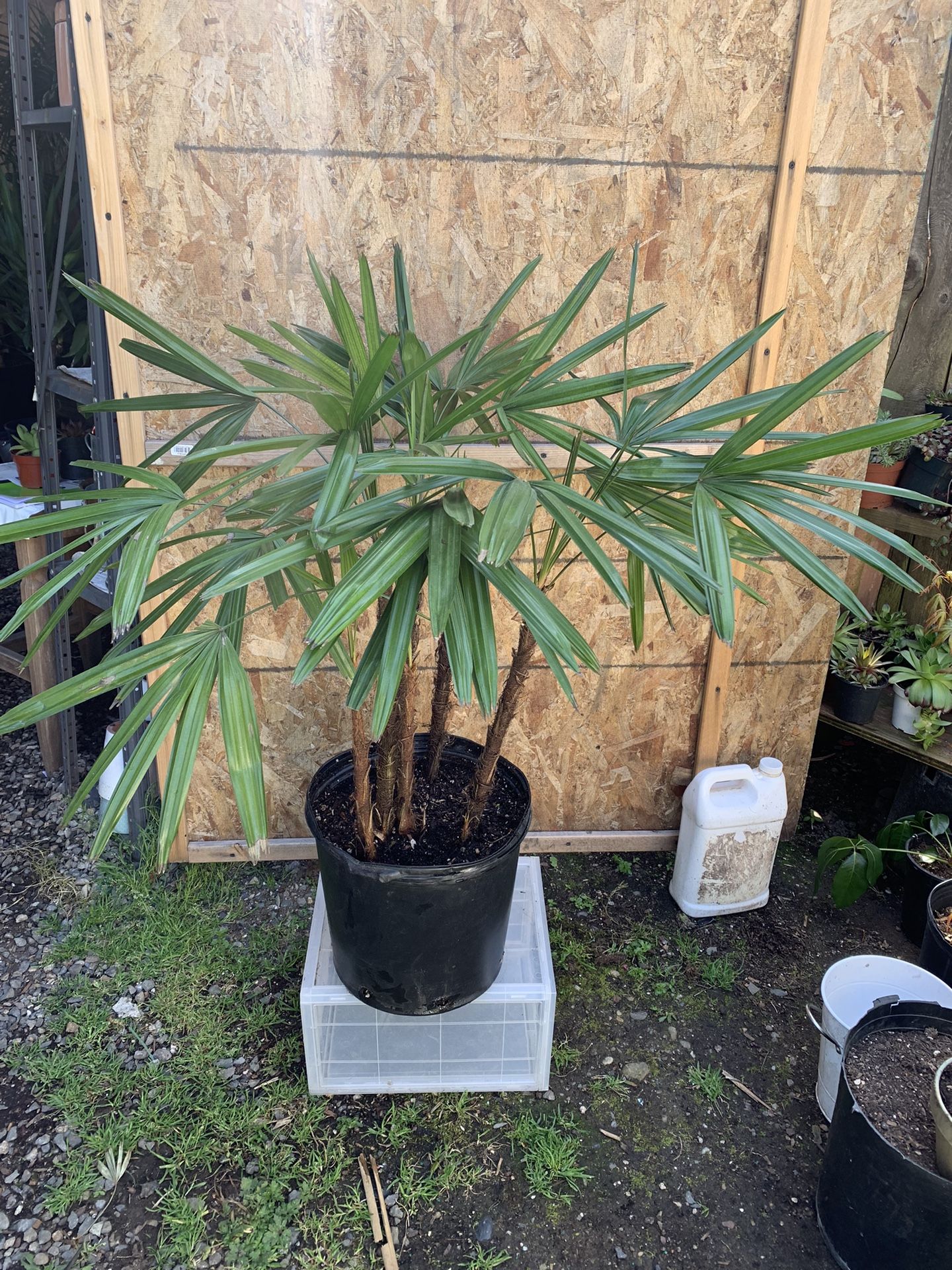 Indoor Plant