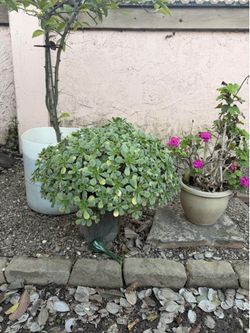 Succulent Plants