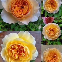English Roses DA "Effie” own Roots live plant 2 gallons