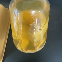 Deer In Bottle